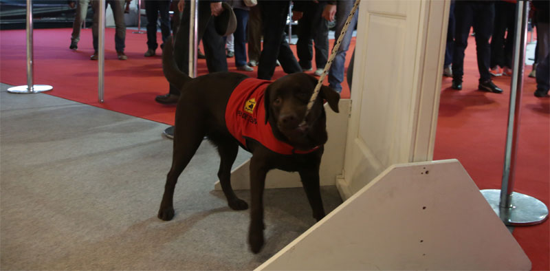 perro