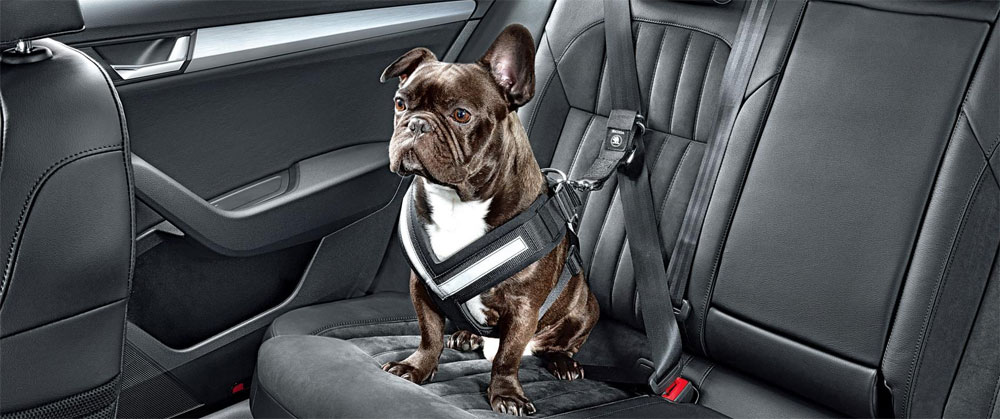 Accesorios para el coche para perro